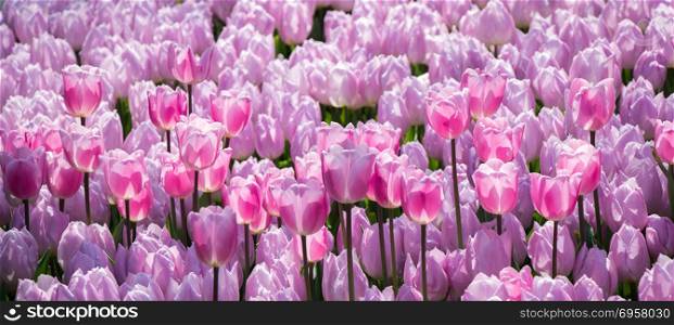 Pink color tulip flowers bloom . Pink color tulip flowers bloom in the garden
