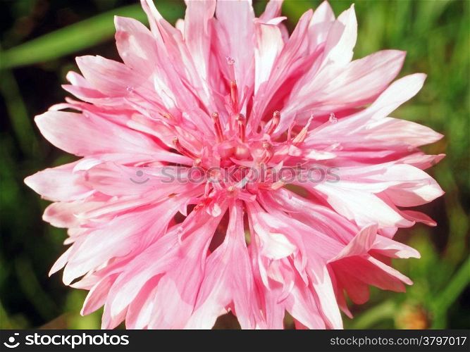 Pink cornflower close up