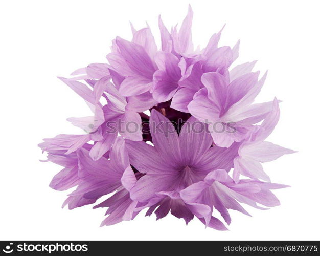 Pink cornflower . Pink cornflower isolated on white background