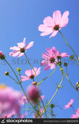 Pink cosmos