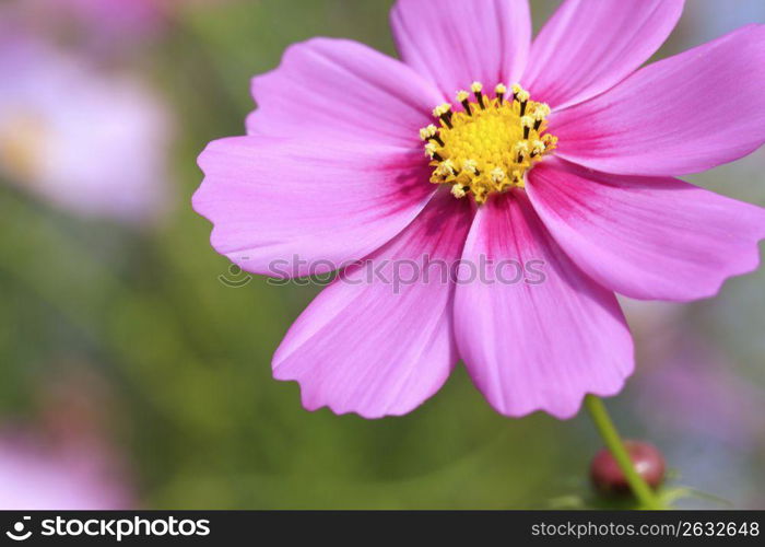 Pink cosmos