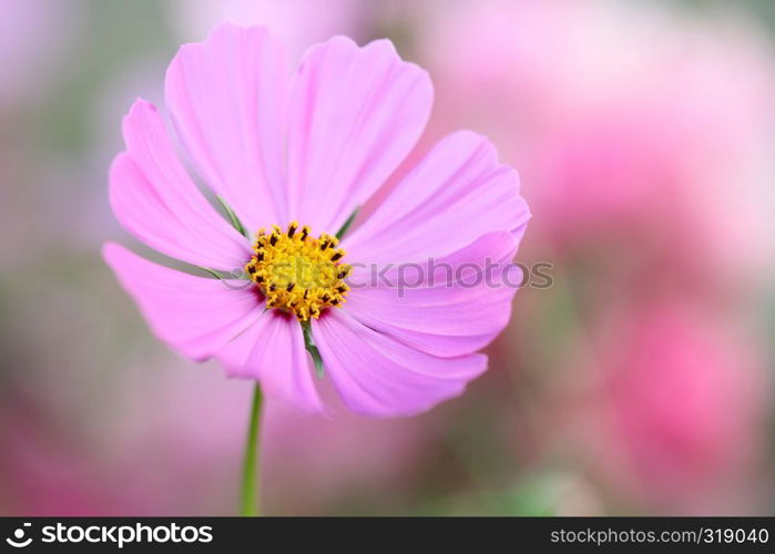 Pink cosmos