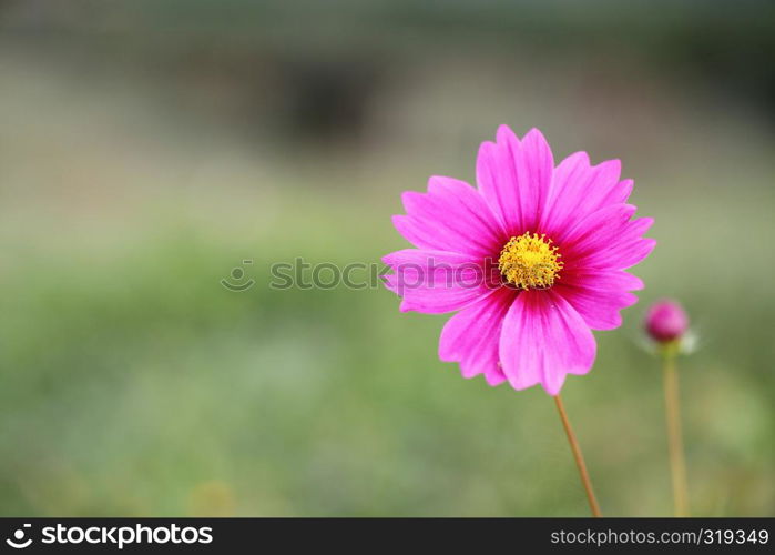 Pink cosmos