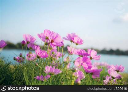Pink cosmos at river with the sky.