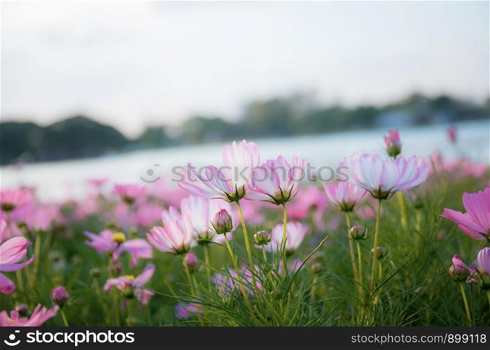 Pink cosmos at river with the sky in winter.