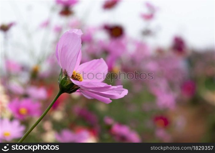 Pink cosmos flower blooming in garden outdoor. soft focus