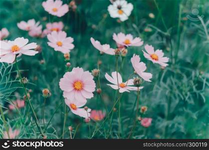 pink cosmos flower blooming in the green field, hipster tone. pink cosmos flower