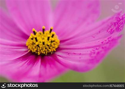 Pink cosmos flower. Close-up of a single pink cosmos flower, Cosmos bipinnatus