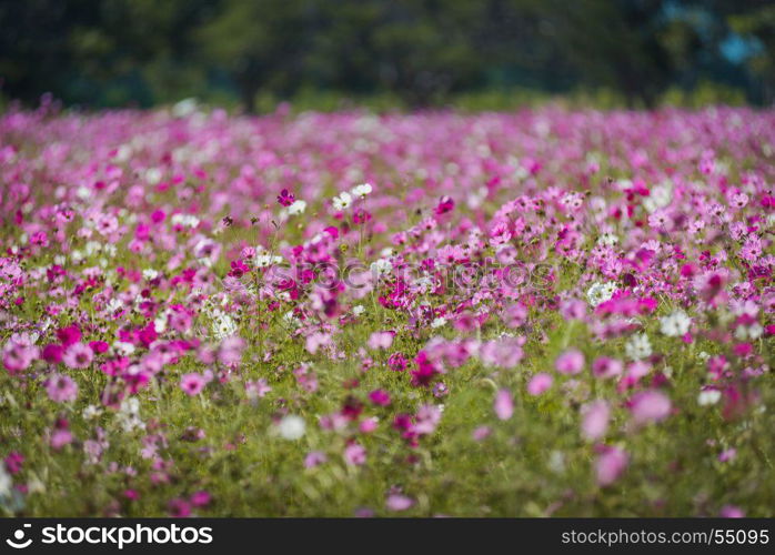 Pink cosmos flower fields