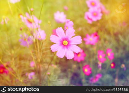 Pink Cosmos flower in field pastel tone