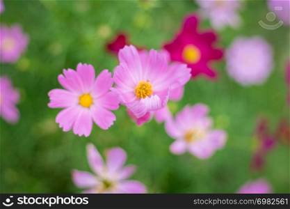 pink cosmos flower in garden, cosmos bipinnatus