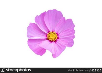 Pink Cosmos flower isolated on white background. Blooming plant with clipping path.