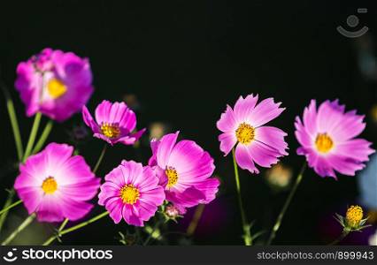 pink cosmos flower on high mountain in asia with beautiful light from sun in evening time with dark or black background