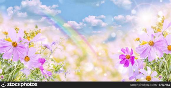 Pink cosmos flowers against the blue sky with clouds on a bright summer sunny day. Natural background, horizontal banner