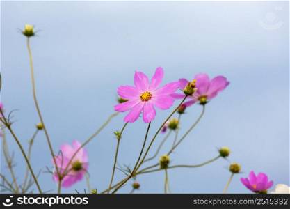 Pink cosmos flowers against the sky South Africa