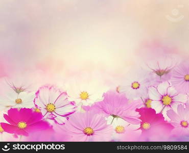 Pink Cosmos Flowers Blossom Background