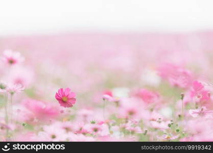 Pink cosmos flowers field in nature garden