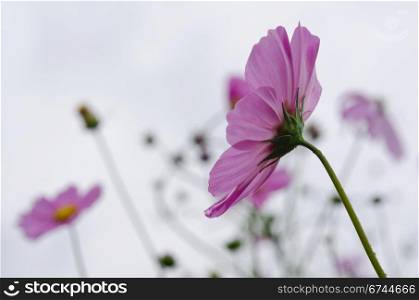 Pink cosmos flowers in backlight. Pink cosmos flowers, Cosmos bipinnatus, in backlight on a rainy day in autumn