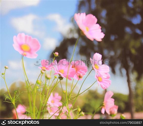 Pink cosmos flowers in vintage style