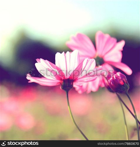 Pink cosmos flowers with retro filter effect
