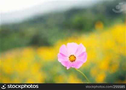 Pink cosmos in close up and yellow flower background