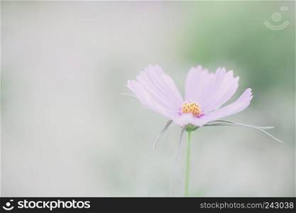 Pink cosmos in soft focus