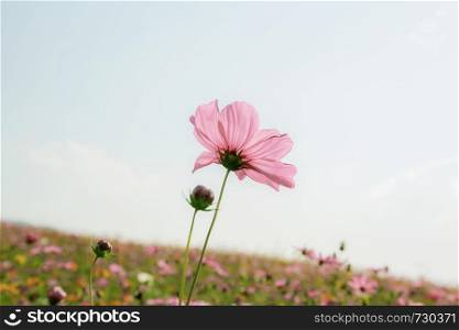 Pink cosmos on field at sunlight with the sky background.