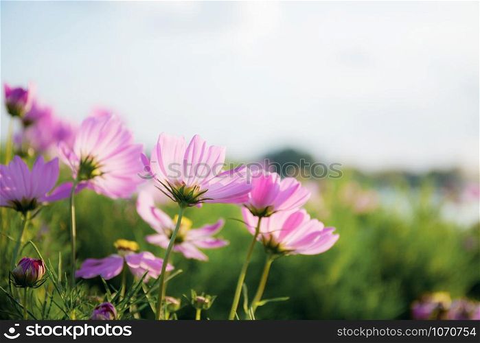 Pink cosmos on field with the sunlight at sky.