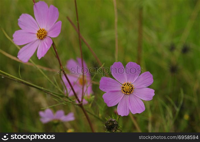 Pink cosmos with a shallow depth of field
