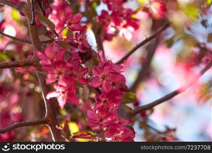 Pink crabapple flowers bloom on a branch in springtime.. Pink Crabapple Flowers On Branch