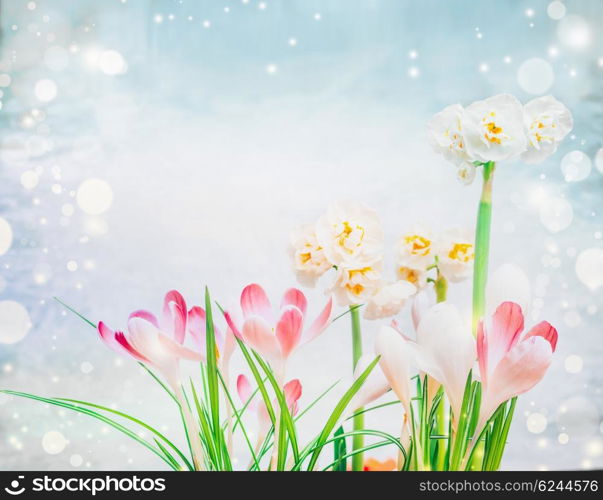 Pink crocuses and daffodils flowers on light blue background with bokeh. Spring flowers bunch