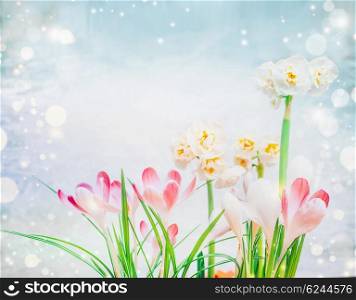 Pink crocuses and daffodils flowers on light blue background with bokeh. Spring flowers bunch