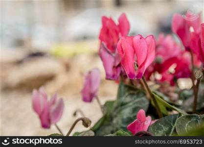 Pink cyclamen flowers - close up.
