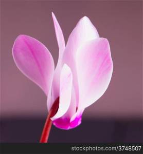 Pink cyclamen in a strict close up