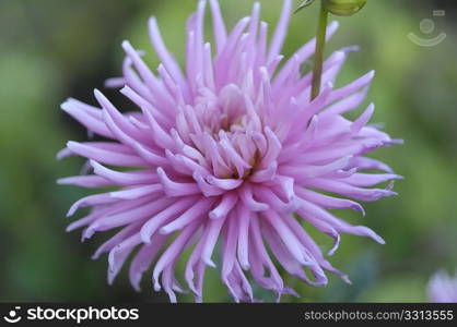 Pink dahlia