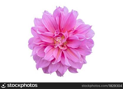 Pink Dahlia Flower Isolated on white background. Beautiful ornamental blooming garden plant with clipping path.