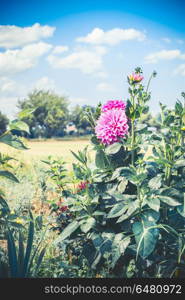 Pink Dahlia flowers in garden, summer outdoor nature, floral gardening