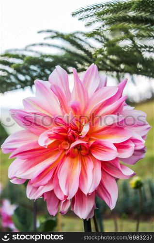 Pink dahlia in autumn flower in botanical garden with green leaves is background.