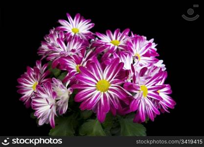 Pink daisies in full bloom on black background