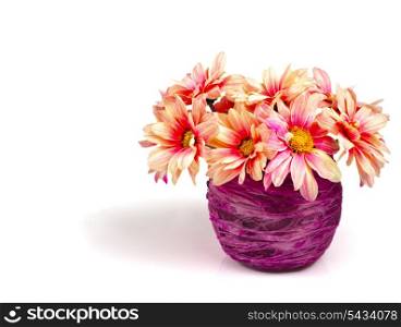Pink daisies in small purple vase. Still life isolated on white