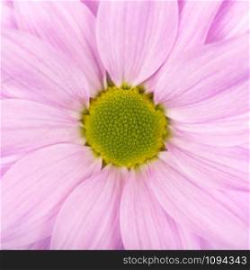 Pink daisy, chamomile or chrysanthemum macro photo close up. Nature background concept. Flower head close up.. Pink daisy, chamomile or chrysanthemum macro photo close up.