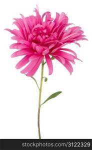 Pink daisy flower isolated on white background.
