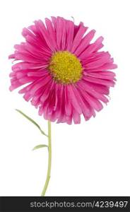 Pink daisy flower isolated on white background.