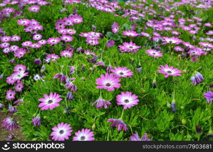 Pink daisy flowers in a green flower bed