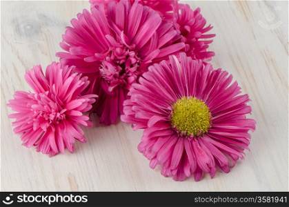 Pink daisy flowers on white painted wood background.