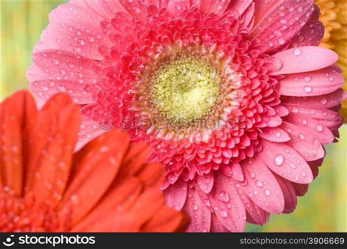 Pink daisy-gerbera with water drops