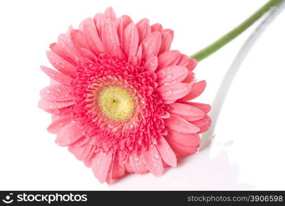 Pink daisy-gerbera with water drops isolated on white