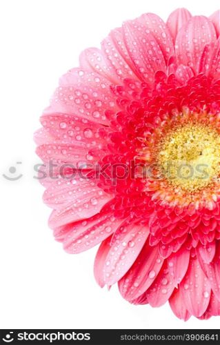Pink daisy-gerbera with water drops isolated on white