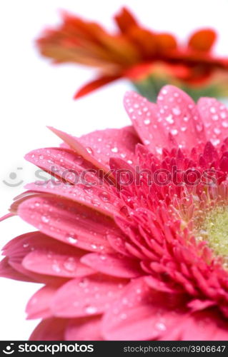 Pink daisy-gerbera with water drops isolated on white