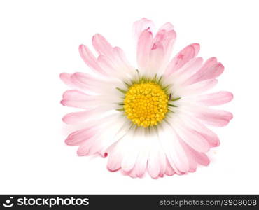pink daisy on a white background